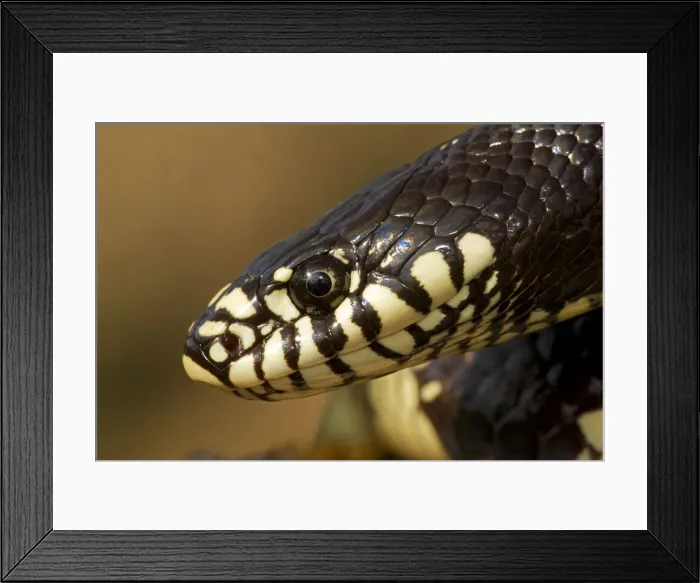 Framed Print : Common Kingsnake - Head - Arizona - USA Framed Print : Common Kingsnake - Head - Arizona - USA