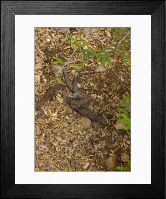 Framed Print : Sonoran Spotted Whiptail - Two females mating - Arizona - USA Framed Print : Sonoran Spotted Whiptail - Two females mating - Arizona - USA