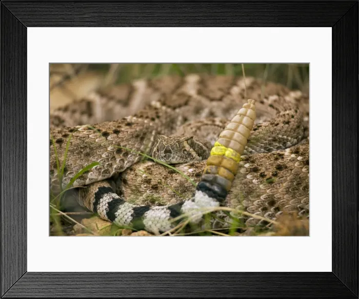 Framed Print : Western Diamondback Rattlesnake - Curled up showing rattle painted by biologist - Arizona - USA Framed Print : Western Diamondback Rattlesnake - Curled up showing rattle painted by biologist - Arizona - USA