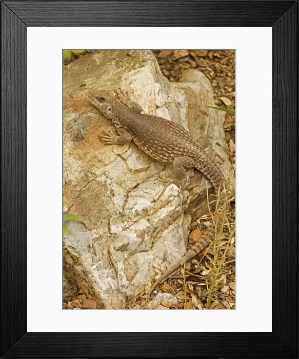 Framed Print : Desert Iguana - On rock - Arizona - USA Framed Print : Desert Iguana - On rock - Arizona - USA