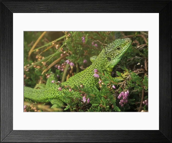 Framed Print : Green Lizard - Western Europe Framed Print : Green Lizard - Western Europe