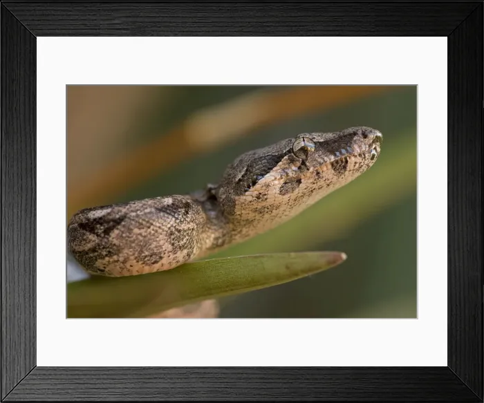 Framed Print : Boa Constrictor - Young - Sonora - Mexico Framed Print : Boa Constrictor - Young - Sonora - Mexico