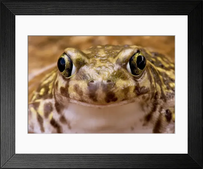 Framed Print : Couch's Spadefoot - Close-up of face - Arizona - USA Framed Print : Couch's Spadefoot - Close-up of face - Arizona - USA