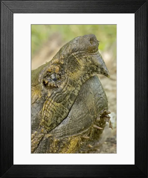 Framed Print : Alligator Snapping Turtle - Louisiana - USA Framed Print : Alligator Snapping Turtle - Louisiana - USA