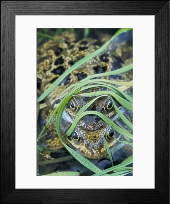 Framed Print : Common Frog - Pair in amplexus - UK Framed Print : Common Frog - Pair in amplexus - UK