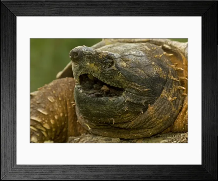 Framed Print : Alligator Snapping Turtle - Louisiana - USA Framed Print : Alligator Snapping Turtle - Louisiana - USA