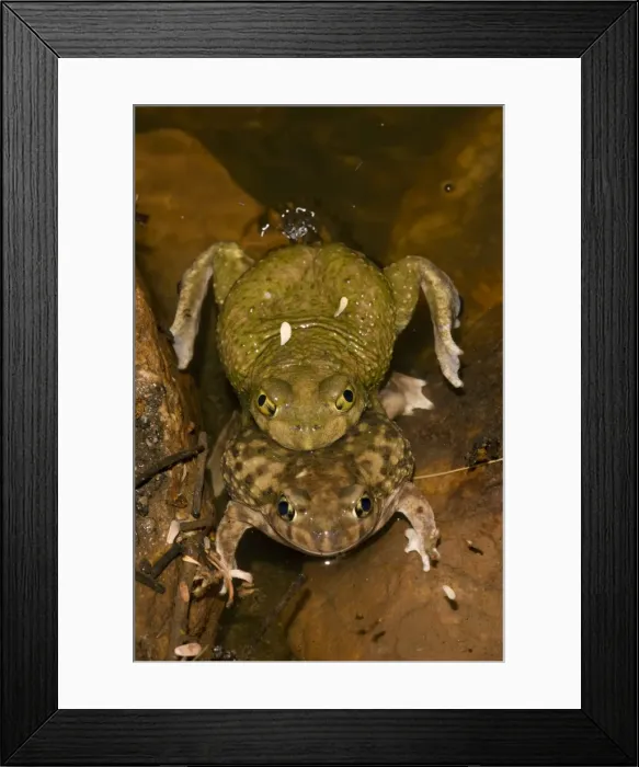 Framed Print : Couch's Spadefoots - Mating - Arizona - USA Framed Print : Couch's Spadefoots - Mating - Arizona - USA