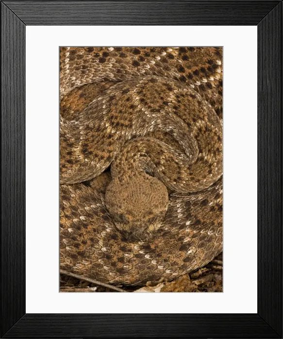 Framed Print : Western Diamondback Rattlesnake - Curled up - Arizona - USA Framed Print : Western Diamondback Rattlesnake - Curled up - Arizona - USA