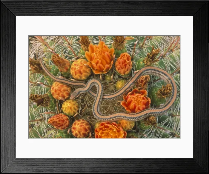 Framed Print : Western Patch-nosed Snake - on Barrel Cactus - Arizona - USA Framed Print : Western Patch-nosed Snake - on Barrel Cactus - Arizona - USA