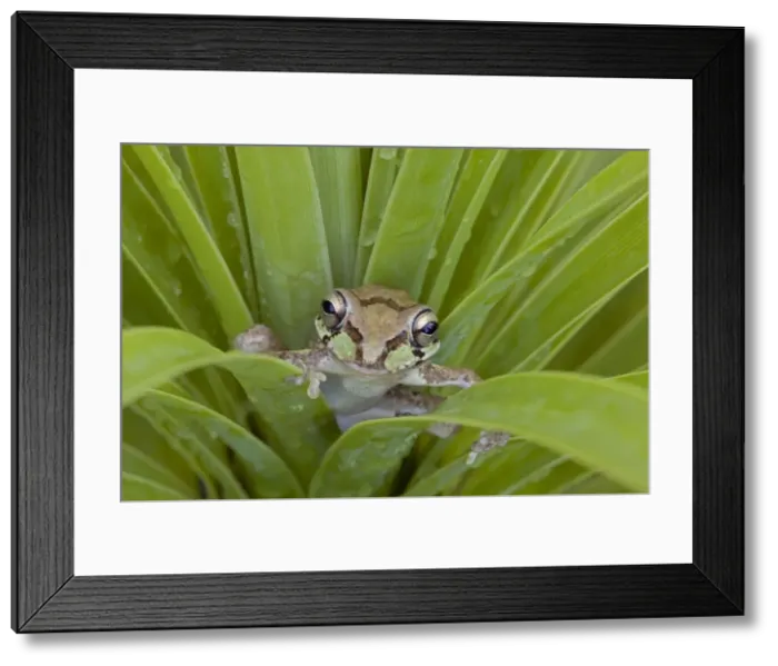 Framed Print : Mexican Tree Frog - Alamos - Sonora - Mexico Framed Print : Mexican Tree Frog - Alamos - Sonora - Mexico