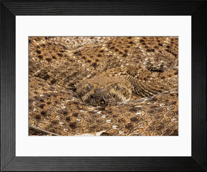 Framed Print : Western Diamondback Rattlesnake - Curled up - Arizona - USA Framed Print : Western Diamondback Rattlesnake - Curled up - Arizona - USA