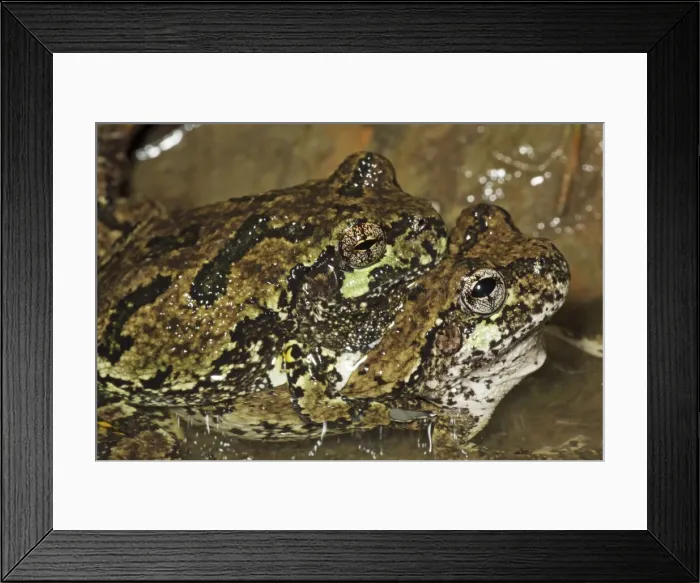 Framed Print : Gray Tree Frogs (Hyla versicolor) - Pair in amplexus - New York - USA