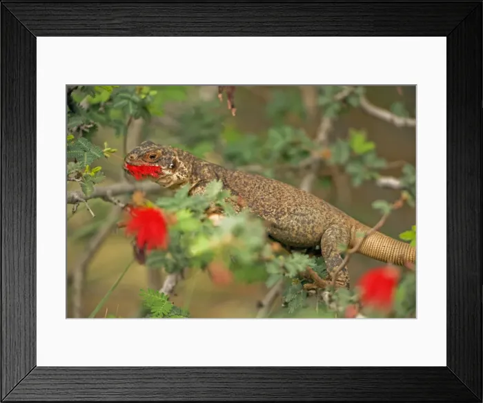 Framed Print : Common Chuckwalla - Eating blossoms in tree - Southwestern United States - Baja and Sonora Mexico Framed Print : Common Chuckwalla - Eating blossoms in tree - Southwestern United States - Baja and Sonora Mexico