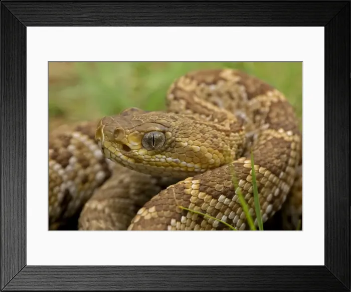 Framed Print : Mexican West Coast Rattle Snake - Alamos - Sonora Mexico - Neonate Framed Print : Mexican West Coast Rattle Snake - Alamos - Sonora Mexico - Neonate