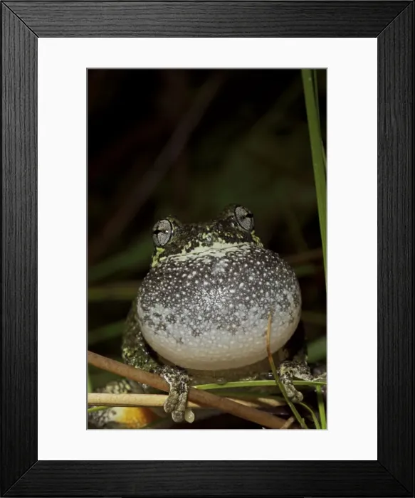 Framed Print : Gray Tree Frog (Hyla versicolor) - Calling to attract mate - New York - USA Framed Print : Gray Tree Frog (Hyla versicolor) - Calling to attract mate - New York - USA