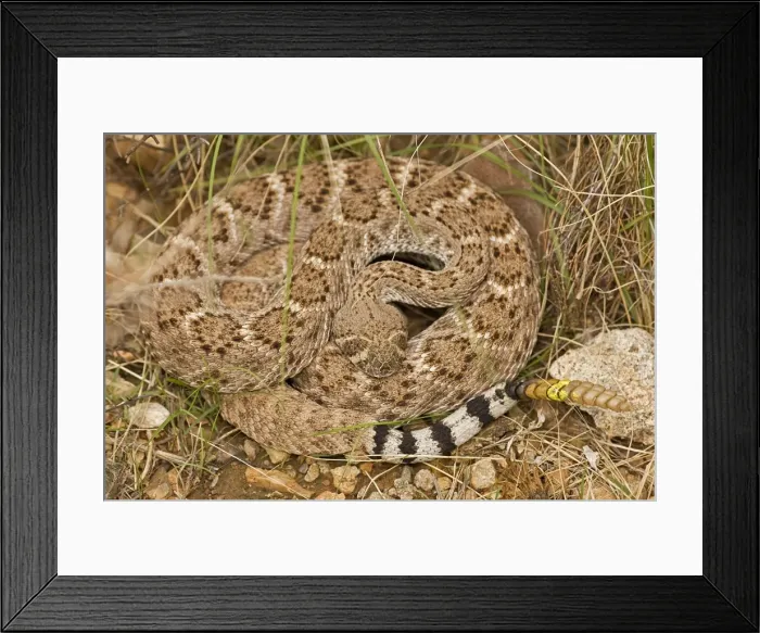 Framed Print : Western Diamondback Rattlesnake - Curled up showing rattle painted by biologist - Arizona - USA Framed Print : Western Diamondback Rattlesnake - Curled up showing rattle painted by biologist - Arizona - USA