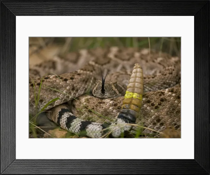 Framed Print : Western Diamondback Rattlesnake - Curled up showing rattle painted by biologist - Arizona - USA Framed Print : Western Diamondback Rattlesnake - Curled up showing rattle painted by biologist - Arizona - USA