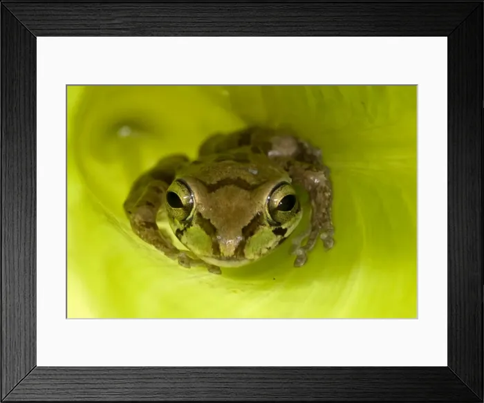 Framed Print : Mexican Tree Frog - Alamos - Sonora - Mexico Framed Print : Mexican Tree Frog - Alamos - Sonora - Mexico