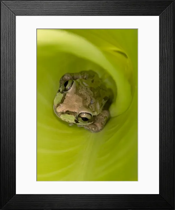 Framed Print : Mexican Tree Frog - Alamos - Sonora - Mexico Framed Print : Mexican Tree Frog - Alamos - Sonora - Mexico