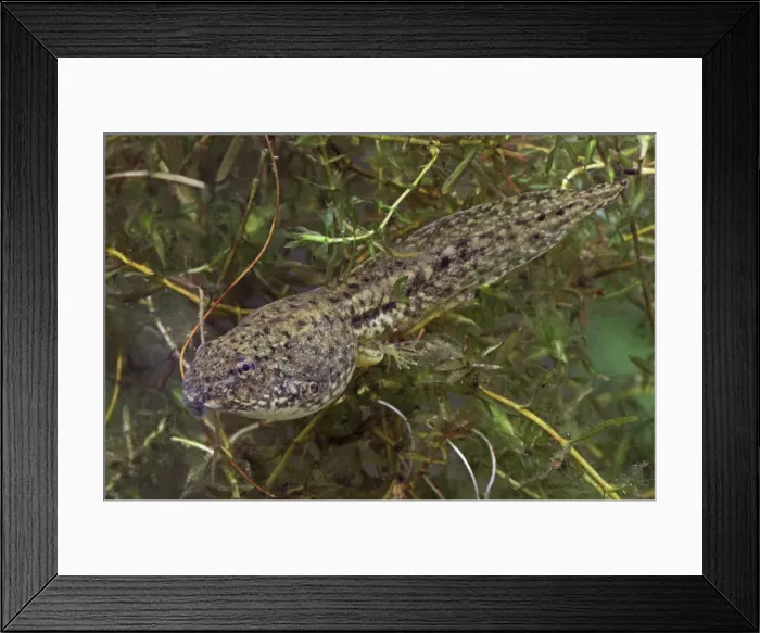 Framed Print : Green Frog Tadpole (Rana clamitans) - Intermediate stage tadpole with back legs- New York - USA Framed Print : Green Frog Tadpole (Rana clamitans) - Intermediate stage tadpole with back legs- New York - USA