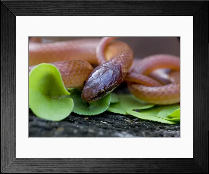 Framed Print : Pine Woods / Wood Snake - Louisiana - United States Framed Print : Pine Woods / Wood Snake - Louisiana - United States