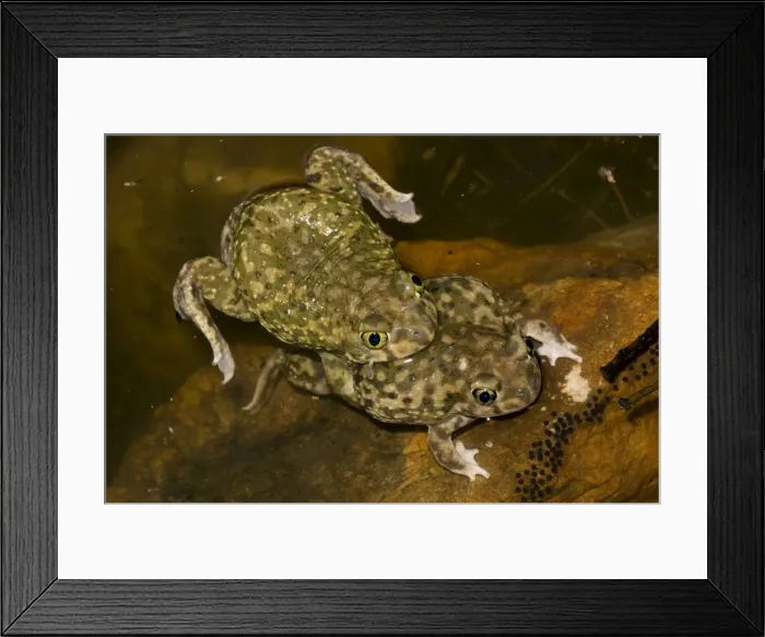 Framed Print : Couch's Spadefoots - Mating - Arizona - USA Framed Print : Couch's Spadefoots - Mating - Arizona - USA