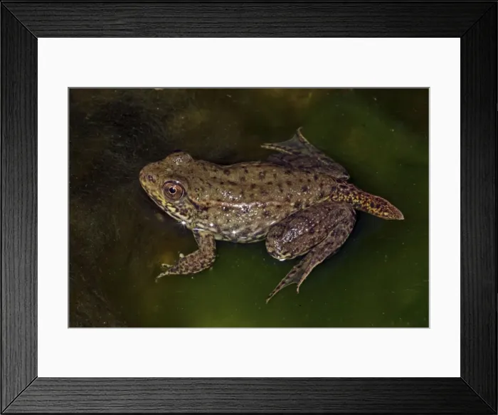 Framed Print : Green Frog (Rana clamitans) - Nearly metamorphosed frog showing remnants of tadpole tail - New York - USA Framed Print : Green Frog (Rana clamitans) - Nearly metamorphosed frog showing remnants of tadpole tail - New York - USA