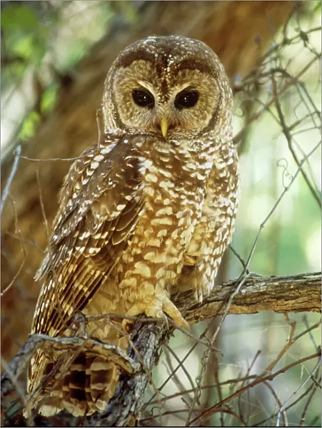 Mexican Spotted Owl - Arizona