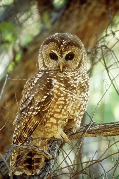 Mexican Spotted Owl - Arizona