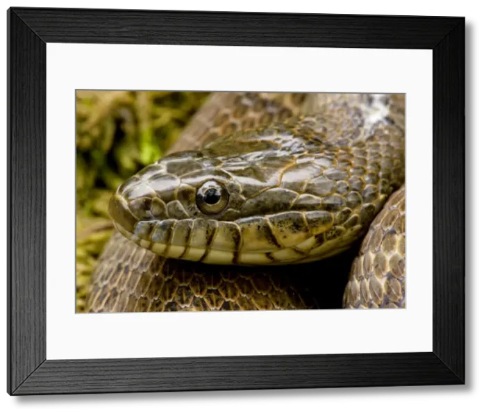 Framed Print : Northern Water Snake - New York - USA