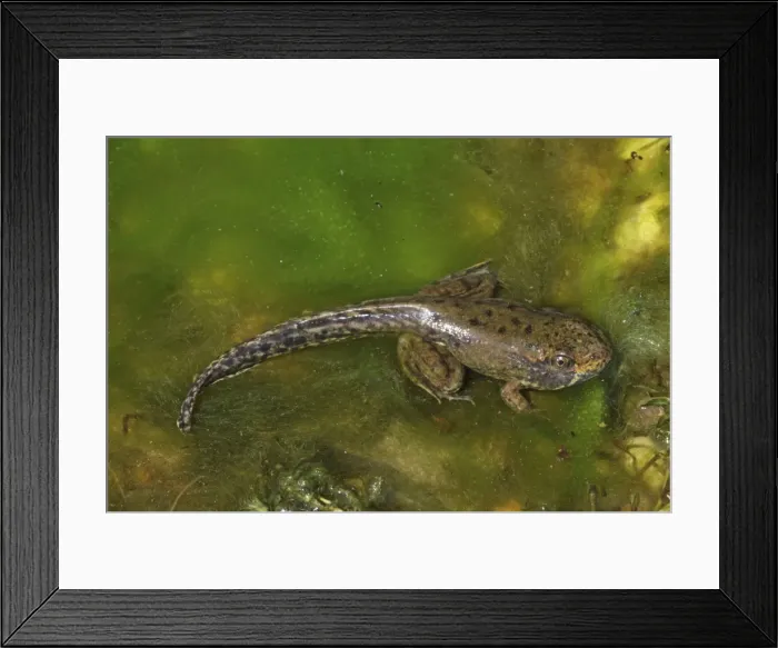 Framed Print : Green Frog (Rana clamitans) - Metamorphosing frog showing tadpole tail and frog limbs - New York - USA Framed Print : Green Frog (Rana clamitans) - Metamorphosing frog showing tadpole tail and frog limbs - New York - USA