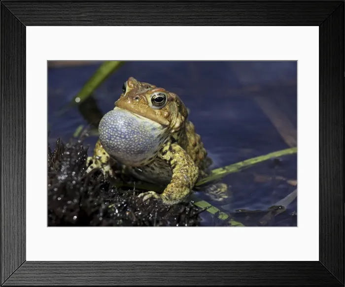 Framed Print : American Toad (Bufo americanus) - Male calling to attract female - New York - USA - Hop toad - Widespread and abundant in eastern United States and Canada - Found in suburban backyards to woodland Framed Print : American Toad (Bufo americanus) - Male calling to attract female - New York - USA - Hop toad - Widespread and abundant in eastern United States and Canada - Found in suburban backyards to woodland