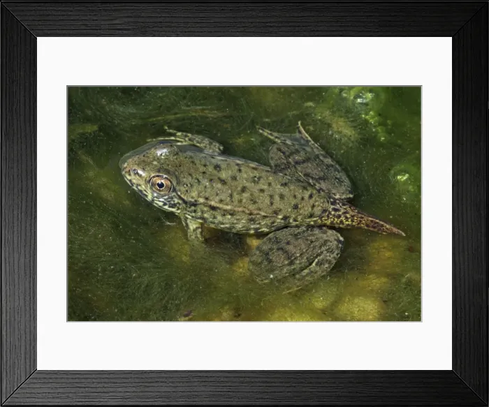 Framed Print : Green Frog (Rana clamitans) - Nearly metamorphosed frog showing remnants of tadpole tail - New York - USA Framed Print : Green Frog (Rana clamitans) - Nearly metamorphosed frog showing remnants of tadpole tail - New York - USA