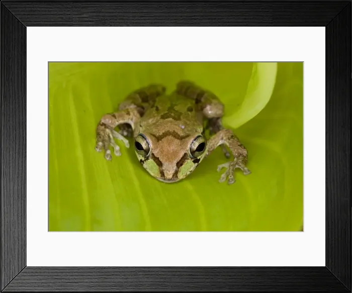 Framed Print : Mexican Tree Frog - Alamos - Sonora - Mexico Framed Print : Mexican Tree Frog - Alamos - Sonora - Mexico