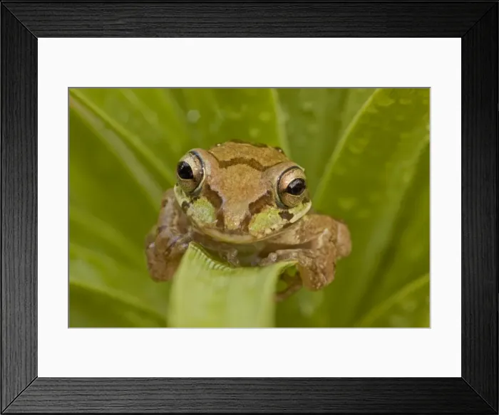 Framed Print : Mexican Tree Frog - Alamos - Sonora - Mexico