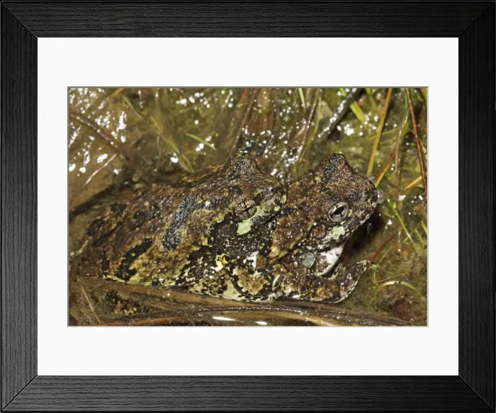 Framed Print : Gray Tree Frogs (Hyla versicolor) - Pair in amplexus - New York - USA Framed Print : Gray Tree Frogs (Hyla versicolor) - Pair in amplexus - New York - USA