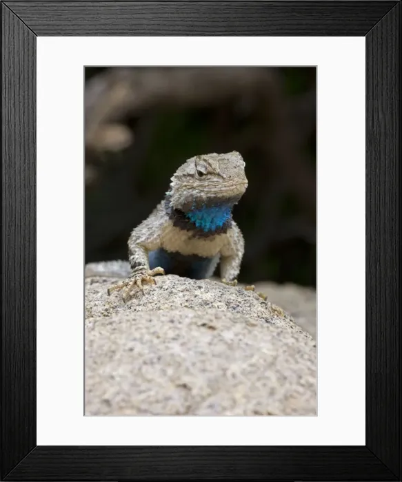 Framed Print : Clark's Spiny Lizard - Sonoran Desert - Arizona - USA Framed Print : Clark's Spiny Lizard - Sonoran Desert - Arizona - USA