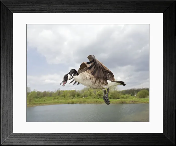 Framed Print : Canada Goose - In flight - New York-The most common and best-known goose- identified by the black head and neck and broad white cheek-Breeds on lake shores and coastal marshes-Gathers in large flocks after the breeding season Framed Print : Canada Goose - In flight - New York-The most common and best-known goose- identified by the black head and neck and broad white cheek-Breeds on lake shores and coastal marshes-Gathers in large flocks after the breeding season