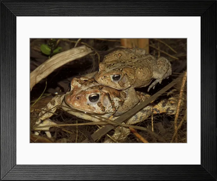 Framed Print : American Toad (Bufo americanus) - Pair in amplexus - New York - USA - Hop toad - Widespread and abundant in eastern United States and Canada - Found in suburban backyards to woodland Framed Print : American Toad (Bufo americanus) - Pair in amplexus - New York - USA - Hop toad - Widespread and abundant in eastern United States and Canada - Found in suburban backyards to woodland