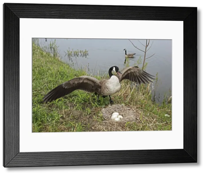 Framed Print : Canada Goose (Branta canadensis) Defending nest with eggs -New York-The most common and best-known goose- identified by the black head and neck and broad white cheek-Breeds on lake shores Framed Print : Canada Goose (Branta canadensis) Defending nest with eggs -New York-The most common and best-known goose- identified by the black head and neck and broad white cheek-Breeds on lake shores