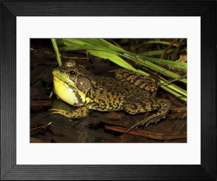 Framed Print : Green Frog (Rana clamitans) - Male calling to attract mate - New York - USA Framed Print : Green Frog (Rana clamitans) - Male calling to attract mate - New York - USA