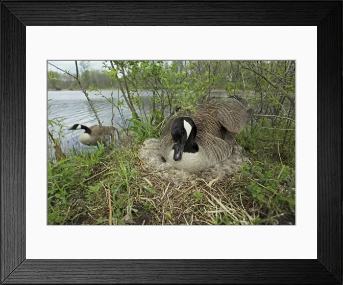 Framed Print : Canada Goose (Branta canadensis) sitting on eggs on nest-New York-The most common and best-known goose- identified by the black head and neck and broad white cheek-Breeds on lake shores Framed Print : Canada Goose (Branta canadensis) sitting on eggs on nest-New York-The most common and best-known goose- identified by the black head and neck and broad white cheek-Breeds on lake shores