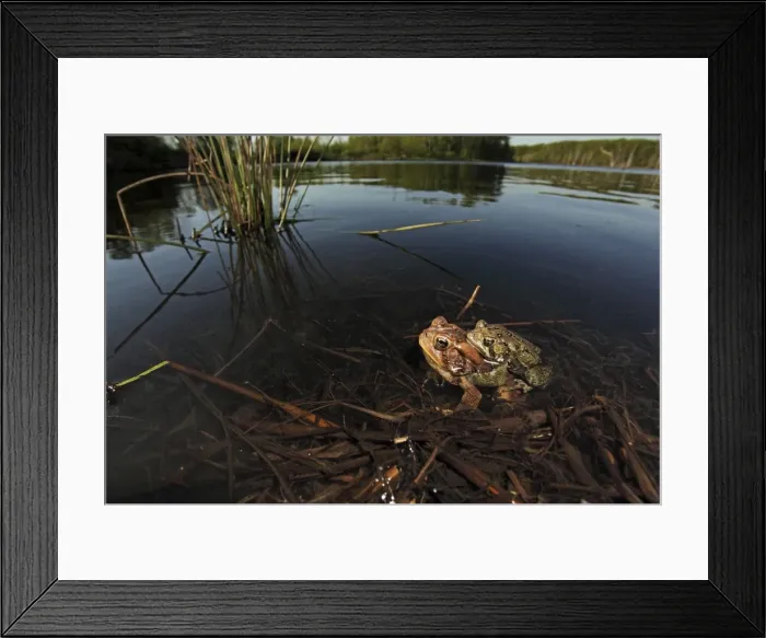 Framed Print : American Toad (Bufo americanus) - Pair in amplexus - Laying eggs - New York - USA - Hop toad - Widespread and abundant in eastern United States and Canada - Found in suburban backyards to woodland Framed Print : American Toad (Bufo americanus) - Pair in amplexus - Laying eggs - New York - USA - Hop toad - Widespread and abundant in eastern United States and Canada - Found in suburban backyards to woodland