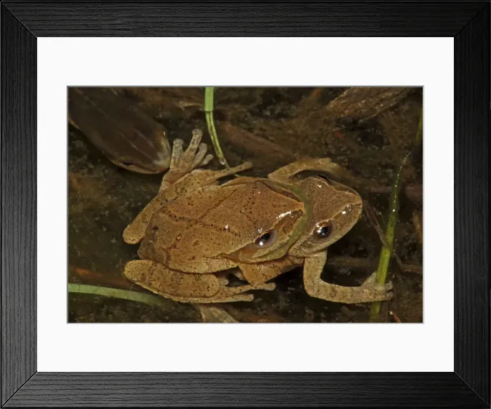 Framed Print : Spring Peepers (Pseudacris crucifer) - Pair in amplexus - New York - USA - Red-spotted Newt in water - Quite small chorus frog - Seldom seen - Emerges during the first rains of the year - Mating season from March to May - Emits a distinctive loud Framed Print : Spring Peepers (Pseudacris crucifer) - Pair in amplexus - New York - USA - Red-spotted Newt in water - Quite small chorus frog - Seldom seen - Emerges during the first rains of the year - Mating season from March to May - Emits a distinctive loud