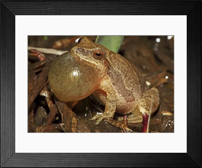 Framed Print : Spring Peeper (Pseudacris crucifer) - Male calling to attract female -New York - USA - Quite small chorus frog - Seldom seen - Emerges during the first rains of the year - Mating season from March to May - Emits a distinctive loud rising Framed Print : Spring Peeper (Pseudacris crucifer) - Male calling to attract female -New York - USA - Quite small chorus frog - Seldom seen - Emerges during the first rains of the year - Mating season from March to May - Emits a distinctive loud rising