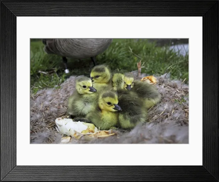 Framed Print : Canada Goose Young on Nest (Branta canadensis) -Newly hatched from eggs - New York - USA - The most common and best-known goose- identified by the black head and neck and broad white cheek-Breeds on lake shores