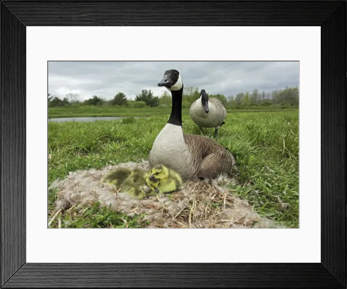 Framed Print : Canada Goose (Branta canadensis) on nest with young-New York-The most common and best-known goose- identified by the black head and neck and broad white cheek-Breeds on lake shores Framed Print : Canada Goose (Branta canadensis) on nest with young-New York-The most common and best-known goose- identified by the black head and neck and broad white cheek-Breeds on lake shores