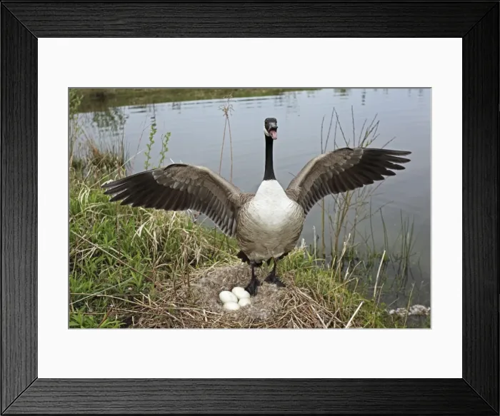 Framed Print : Canada Goose (Branta canadensis) Defending nest with eggs -New York-The most common and best-known goose- identified by the black head and neck and broad white cheek-Breeds on lake shores