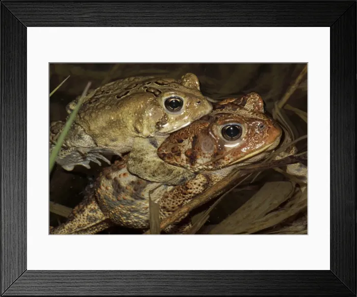Framed Print : American Toad (Bufo americanus) - Pair in amplexus - New York - USA - Hop toad - Widespread and abundant in eastern United States and Canada - Found in suburban backyards to woodland