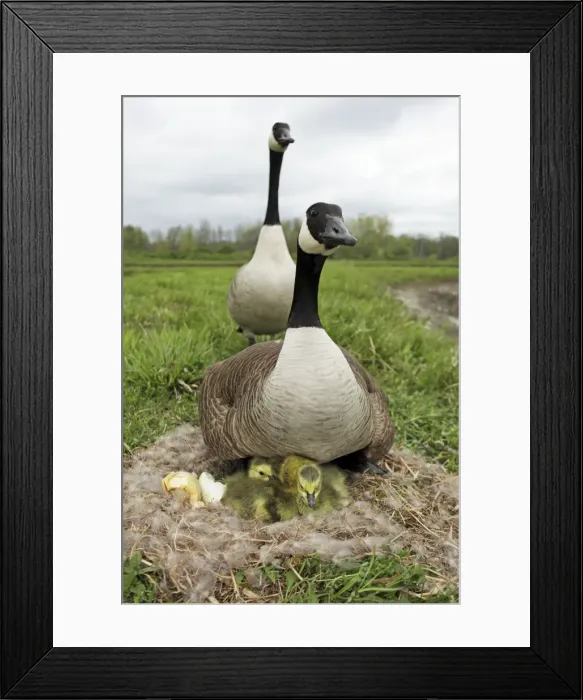 Framed Print : Canada Goose (Branta canadensis) on nest with young-New York-The most common and best-known goose- identified by the black head and neck and broad white cheek-Breeds on lake shores Framed Print : Canada Goose (Branta canadensis) on nest with young-New York-The most common and best-known goose- identified by the black head and neck and broad white cheek-Breeds on lake shores
